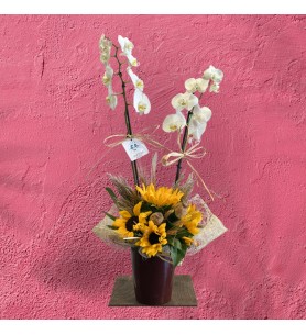 White Orchid w/ Sunflower